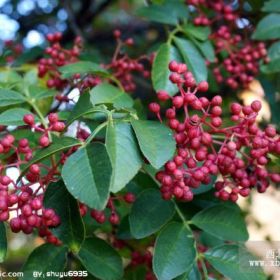 石山花椒苗 石山花椒苗批发 石山花椒苗价格