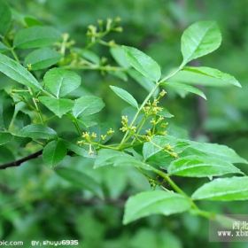 密果花椒苗 密果花椒苗批发 密果花椒苗采购