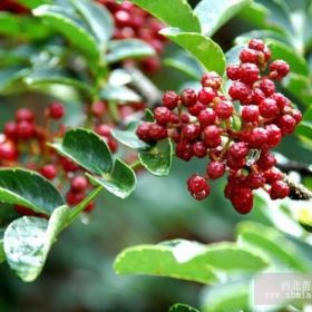 翼刺花椒苗 翼刺花椒苗采购 翼刺花椒苗报价