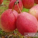 乳山陽(yáng)梨樹苗 乳山陽(yáng)梨樹苗批發(fā) 乳山陽(yáng)梨樹苗繁育基地