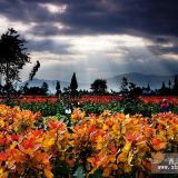 園林廣東景觀項(xiàng)目合作，景觀樹種“紅霞楊”基地直銷，價(jià)格實(shí)惠