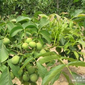 遼核6號核桃苗高純度包成活遼核6號核桃苗