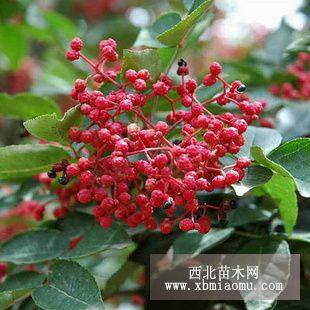 2016年大紅袍花椒