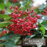 大紅椒花椒樹(shù)苗、大紅椒花椒樹(shù)苗多少錢(qián)一棵