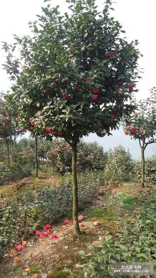 四川茶花|四川茶花基