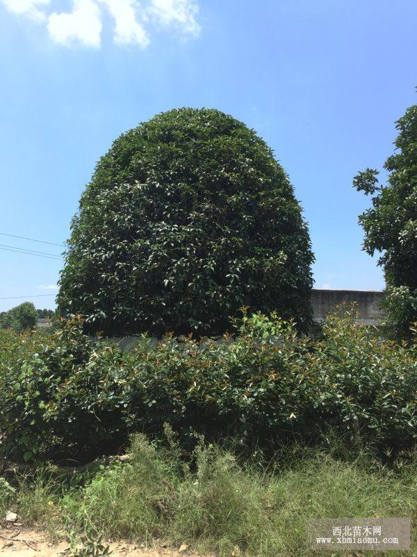 湖南精品桂花樹(shù)