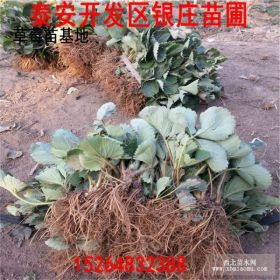 草莓苗多少钱一棵 草莓苗批发价格 品种草莓苗价格