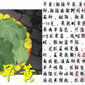 新疆早黄无花果苗