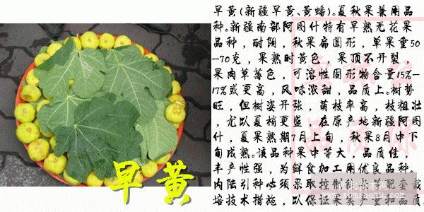 早黄无花果苗