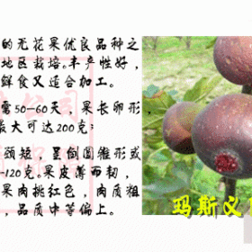 玛斯义陶芬(紫陶芬)无花果苗