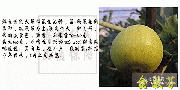 金傲芬無(wú)花果苗