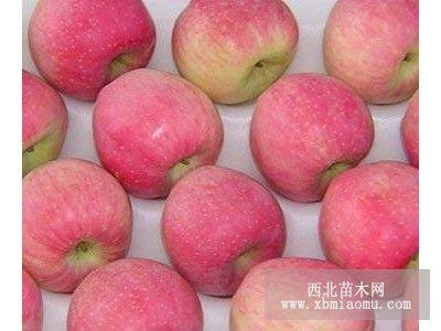 紅將軍蘋(píng)果樹(shù)苗