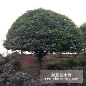 湖南长沙桂花树价格10 12 13 14 15 公分桂花价格