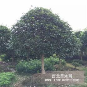 湖南桂花基地6-7-8-9-10公分桂花树价格低报价