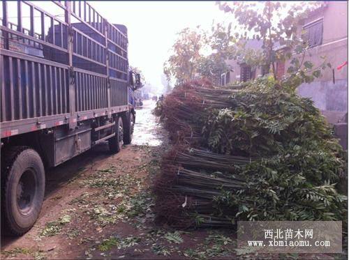 矮化大棚红油香椿树苗