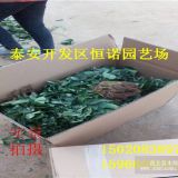 草莓苗批发 草莓苗培育基地 草莓苗价格 草莓苗