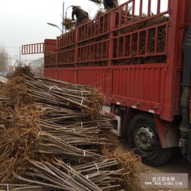 黑珍珠大櫻桃樹苗、優(yōu)質(zhì)黑珍珠大櫻桃樹苗新品種；黑珍珠大櫻桃樹