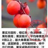 永嘉无核长柿苗