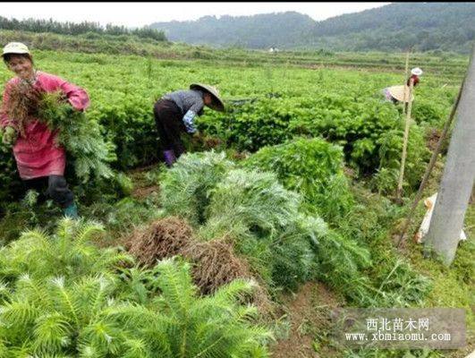 广西柳州杉树苗