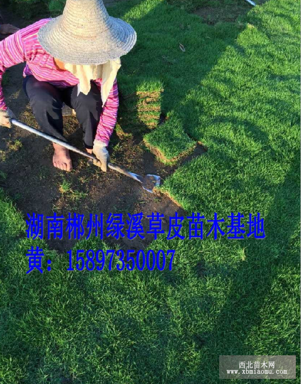 贵州草坪批发网