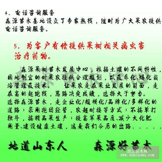 皇家寶石李子苗