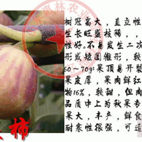 新品上蓬莱柿无花果苗