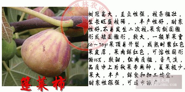 新品上蓬萊柿無(wú)花果苗