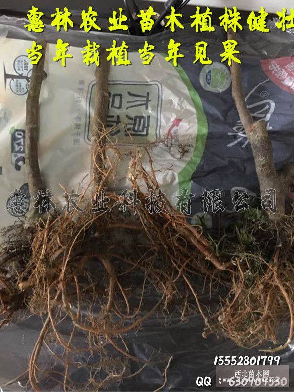 新品上蓬萊柿無(wú)花果苗