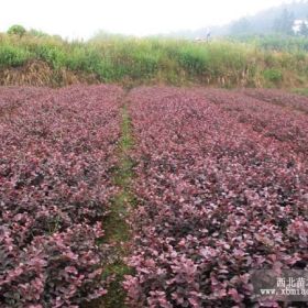 優(yōu)質(zhì)紅花繼木球供應