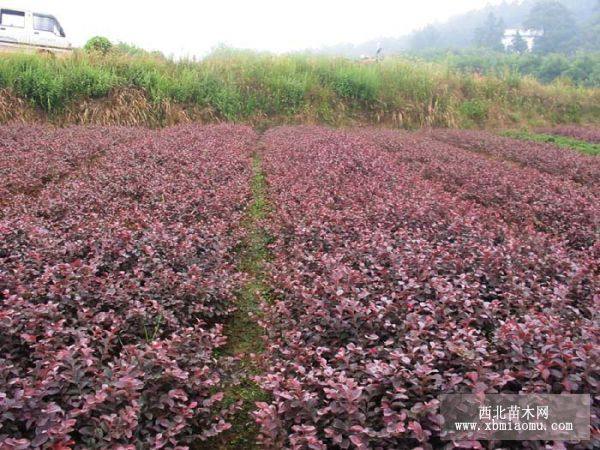 紅花繼木