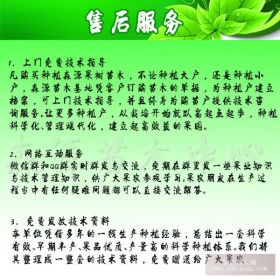 中农矮生无花果苗|无花果苗基地