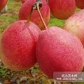 八月紅梨樹小苗 八月紅梨樹苗 八月紅梨樹小苗批發(fā)