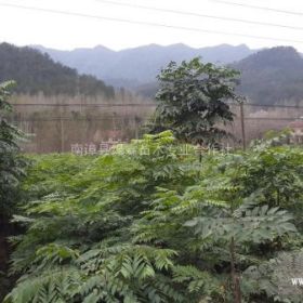 2-3年黄山栾树苗