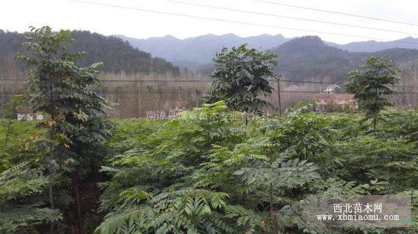 黄山栾树苗