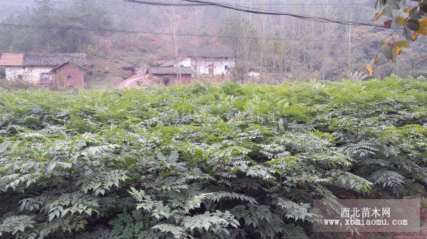 2-3年黄山栾树苗