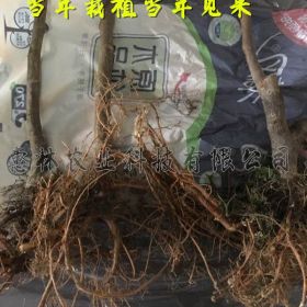 中农寒优无花果苗|无花果耐寒品种