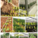 大量供应脱毒组培红颜草莓苗 品种纯 数量大