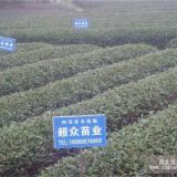 貴陽(yáng)茶苗價(jià)格，貴陽(yáng)黃金芽茶苗，貴陽(yáng)安吉白茶苗