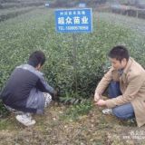 汉中茶叶苗，南郑茶苗，镇巴茶苗价格