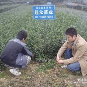 汉中茶叶苗，南郑茶苗，镇巴茶苗价格