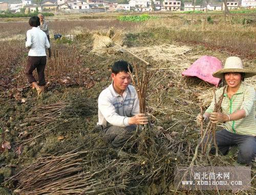 新品种柿子树苗