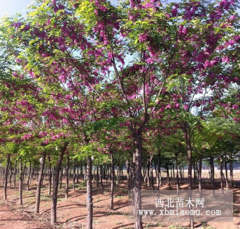 香花槐價格