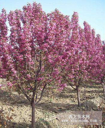 山东樱花苗 山东樱花