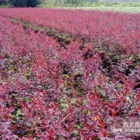 山东红叶小檗树苗、山东红叶小檗树苗价格、山东红叶小檗树苗基地