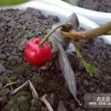 四川車厘子樹苗哪里有,車厘子樹苗種植技術