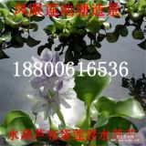 批发水葫芦苗 凤眼莲 又名浮水莲花 布袋莲 河道净化