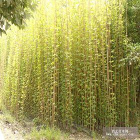 深圳禾雀花珠海禾雀花汕頭禾雀花佛山禾雀花韶關(guān)禾雀花湛江禾雀花