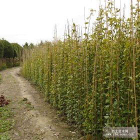 肇慶禾雀花江門禾雀花茂名禾雀花惠州禾雀花梅州禾雀花汕尾禾雀花