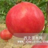 紅如意軟籽石榴樹苗、新品種紅如意軟籽石榴樹苗價(jià)格