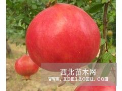 紅如意軟籽石榴樹苗、新品種紅如意軟籽石榴樹苗價格